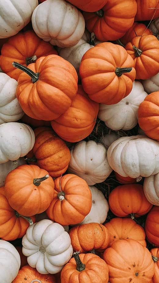 PUMPKIN PIE - Herbal Infused Soap Bars