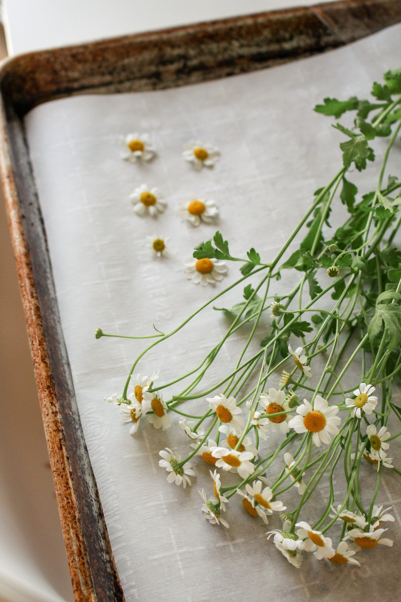 Herbal Infused Chamomile Face Brightening Bar (PRE ORDER)